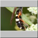 Mellinus crabroneus - Grabwespe w18 12mm - OS-Wallenhorst Sandgrube.jpg